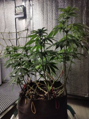cleaned_IMG20240514193419.jpg