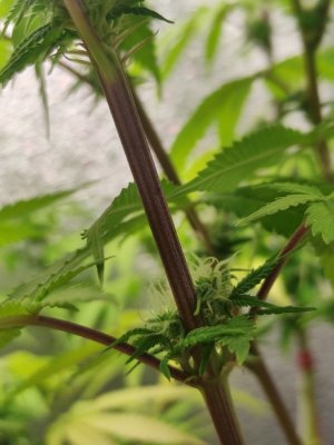 cleaned_IMG20240522013501.jpg