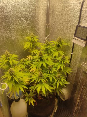 cleaned_IMG20240609195508.jpg