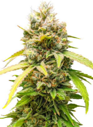 1722600826830.png